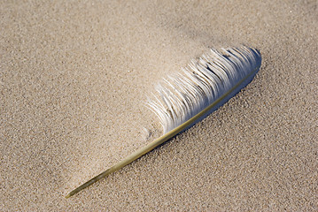 Image showing Feather on the beach
