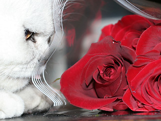 Image showing cat and rose