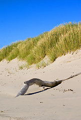 Image showing Driftwood on the beach