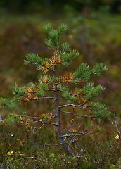 Image showing Small tree