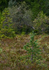 Image showing Trees in autumn