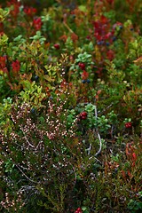 Image showing Berries and heather