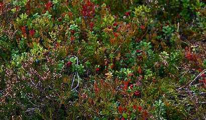 Image showing Blueberries and lingonberries