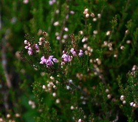 Image showing Heather