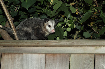 Image showing Possum