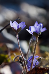 Image showing Blue anemone