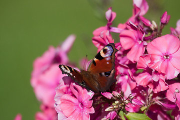 Image showing butterfly on pink flower