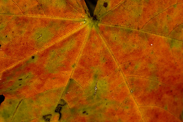 Image showing maple leaf