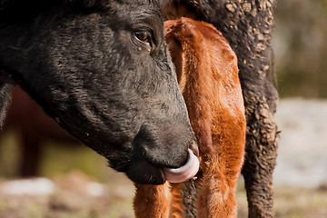 Image showing licking 