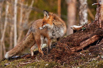 Image showing red fox