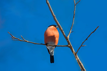 Image showing bullfinch