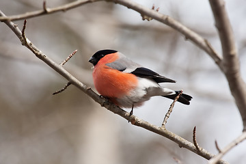 Image showing bullfinch