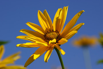 Image showing Oxeye Sunflower