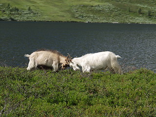 Image showing Goats