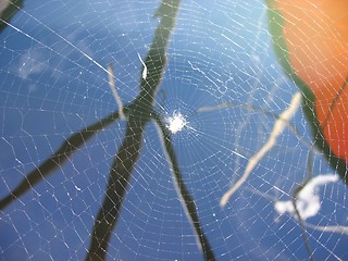 Image showing Spider web