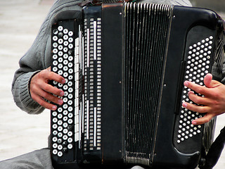 Image showing Accordion player