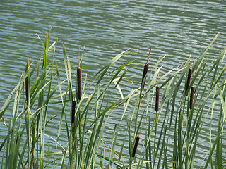 Image showing Stand of green cattails