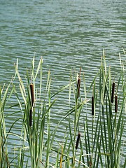 Image showing Stand of green cattails