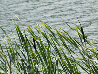 Image showing Stand of green cattails