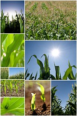 Image showing Green corn collage