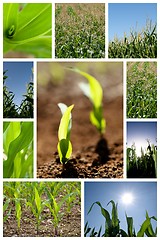 Image showing Green corn collage