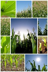 Image showing Green corn collage