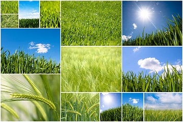 Image showing Green wheat collage