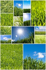 Image showing Green wheat collage