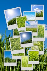 Image showing Green wheat collage