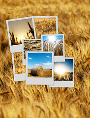 Image showing Pile of polaroids over a wheat background