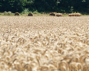 Image showing Golden wheat field