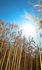 Image showing Golden wheat field