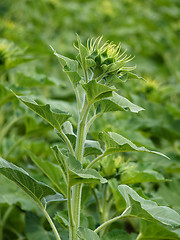 Image showing Green sunflower