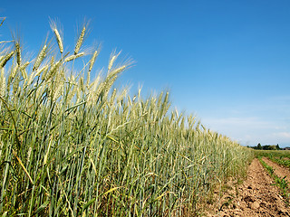 Image showing Green wheat field