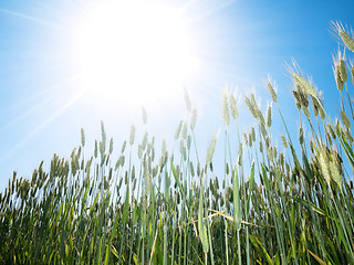 Image showing Green wheat and sun