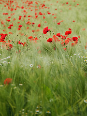 Image showing Fresh young barley field