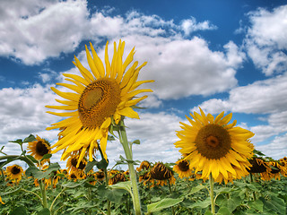 Image showing Sunflower  field