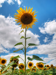 Image showing Sunflower  field