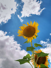 Image showing Sunflower  field