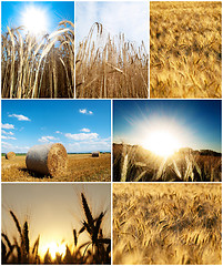 Image showing Nature composite picture