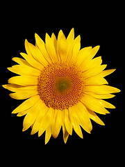 Image showing Sunflower macro