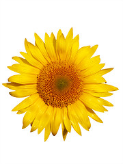 Image showing Sunflower macro