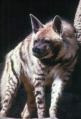 Image showing Hyena