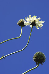 Image showing Cephalaria Flowers Against Sky