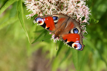 Image showing Peacock Butterfly Perspective