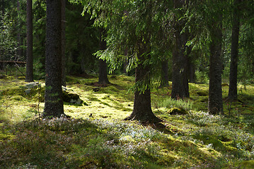 Image showing Sunlit Forest