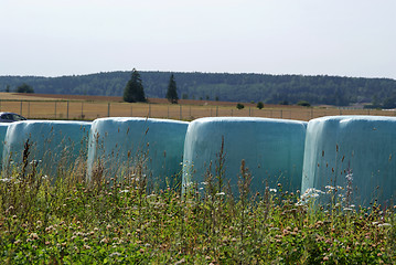 Image showing Bales of Silage