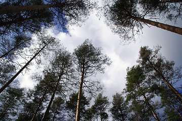 Image showing Pine Tree Tops