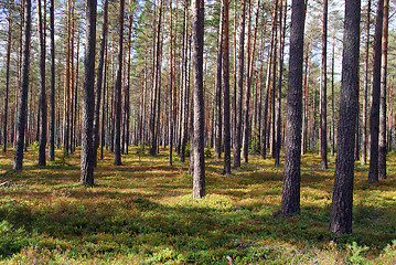 Image showing Pine Forest