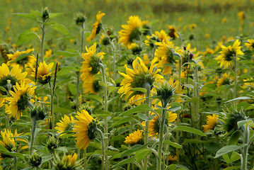 Image showing Sunflower Field